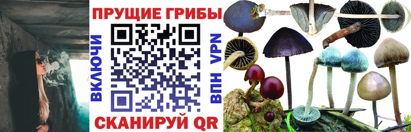 Псилоцибиновые грибы Cubensis  Чудово 